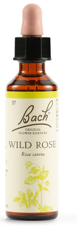 Wild rose bach orig 20ml